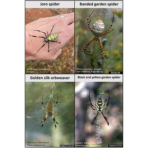 The Joro spider, top left, has many similarities to spiders already in Kentucky but also some distinct differences. Photos courtesy of bugwood.org.