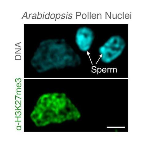 Microscopic image of Arabidopsis pollen nuclei