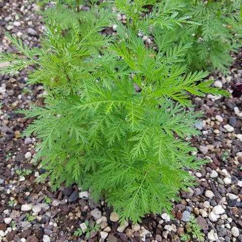 stock photo of Artemisia annua