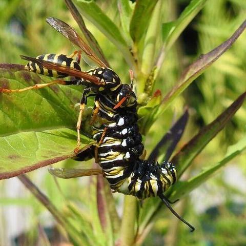 A European paper wasp attacks a monarch butterfly caterpillar