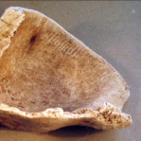 Whelk shell cup likely created around the time that the Spanish were starting the missions.