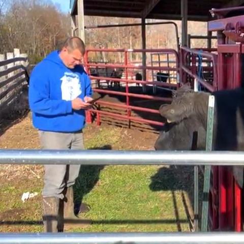 Cattle producers like Anderson County's Eric Phillips, pictured above, can input data in the field with the X10D app. Photo provided