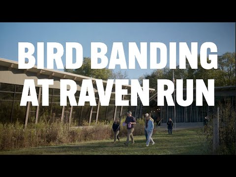 Thumbnail of video for ‘Birds are the great unifier’: UK study on avian migration and survival takes flight 