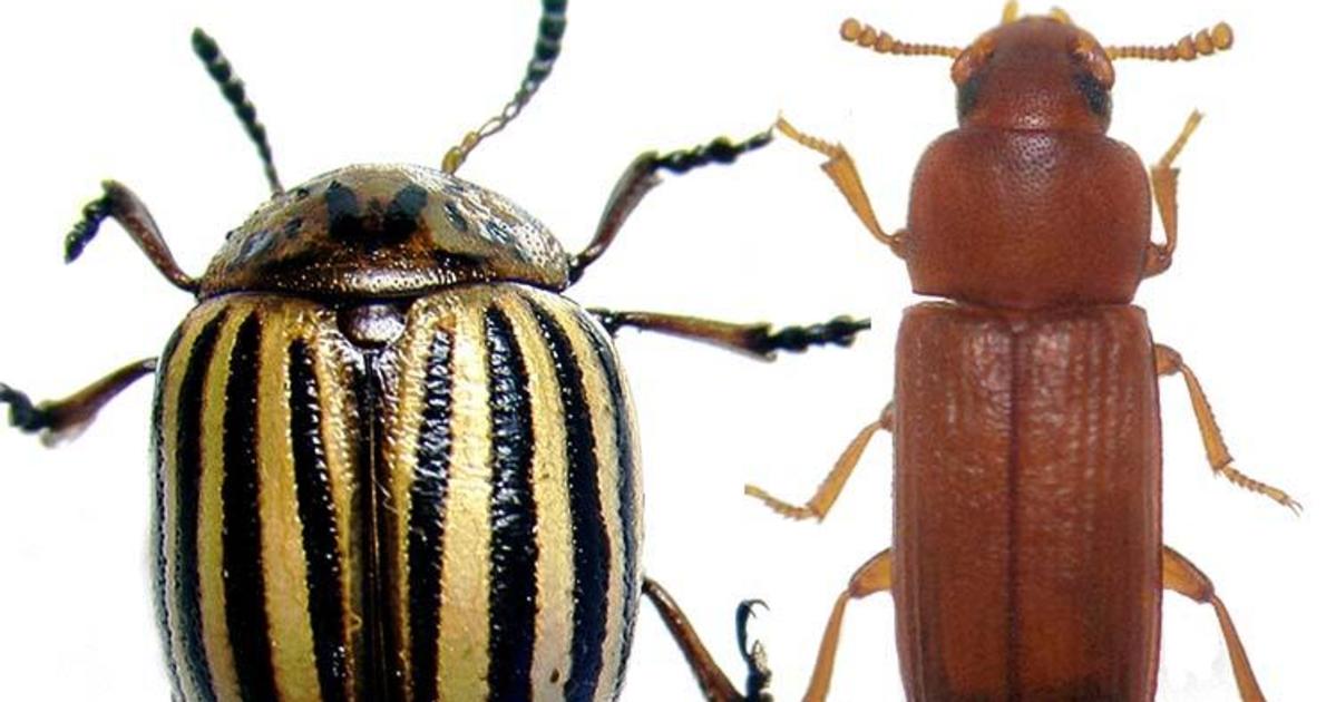 UK Scientists Identify Important Biological Marker to Control Insect ...