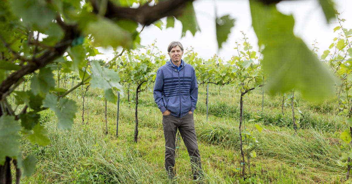 ‘Wine that’s grown here tastes like Kentucky’: UK enologist shares about research, teaching at UK Winery