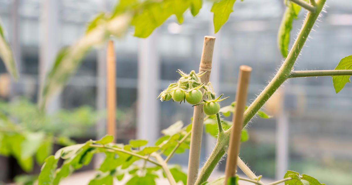UK researcher developing robot to grow healthier tomatoes