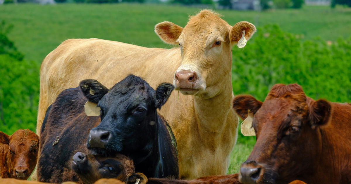 UK Pigman Engineering researchers awarded NSF grant to harness AI aimed at detecting calf illness