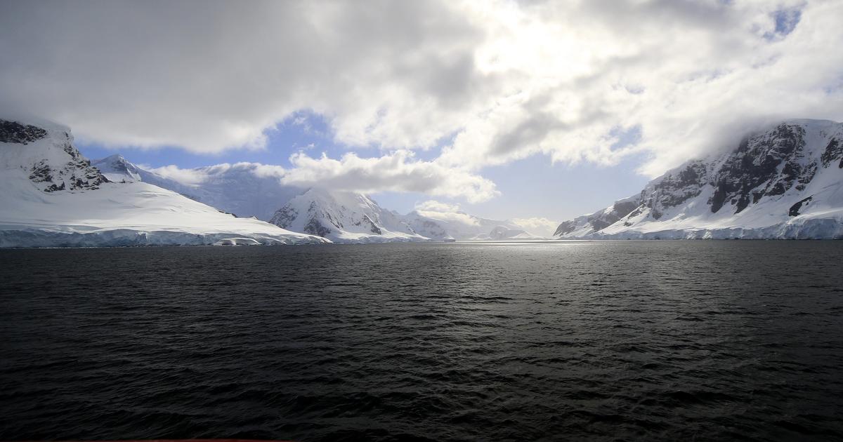 UK finds Antarctica’s toughest insect is already eating microplastics