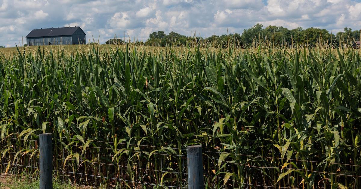 UK research collaboration links key corn protein to stronger, longer-lasting seed