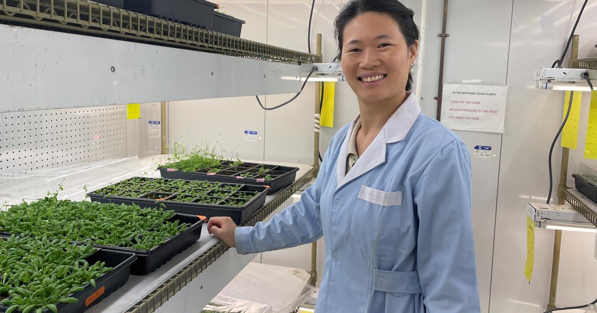 UK researchers find excess nitric oxide blocks plant immune signals