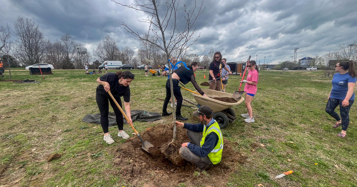 UK awarded Tree Campus Higher Education honor for 15th consecutive year