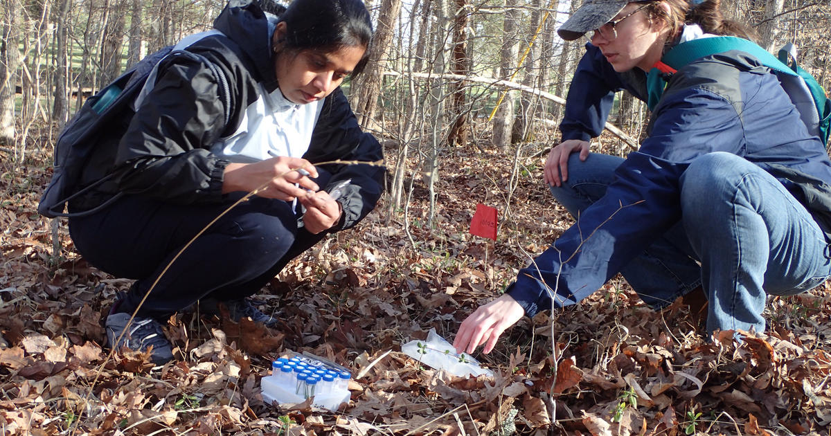 Photograph accompanying Kentucky forest grass fungus stops two alkaloid pathways at their intermediates
