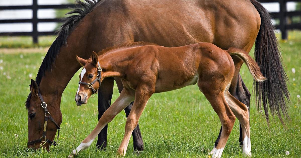 Researcher explores innovative treatments for bacterial infections causing pregnancy loss in mares
