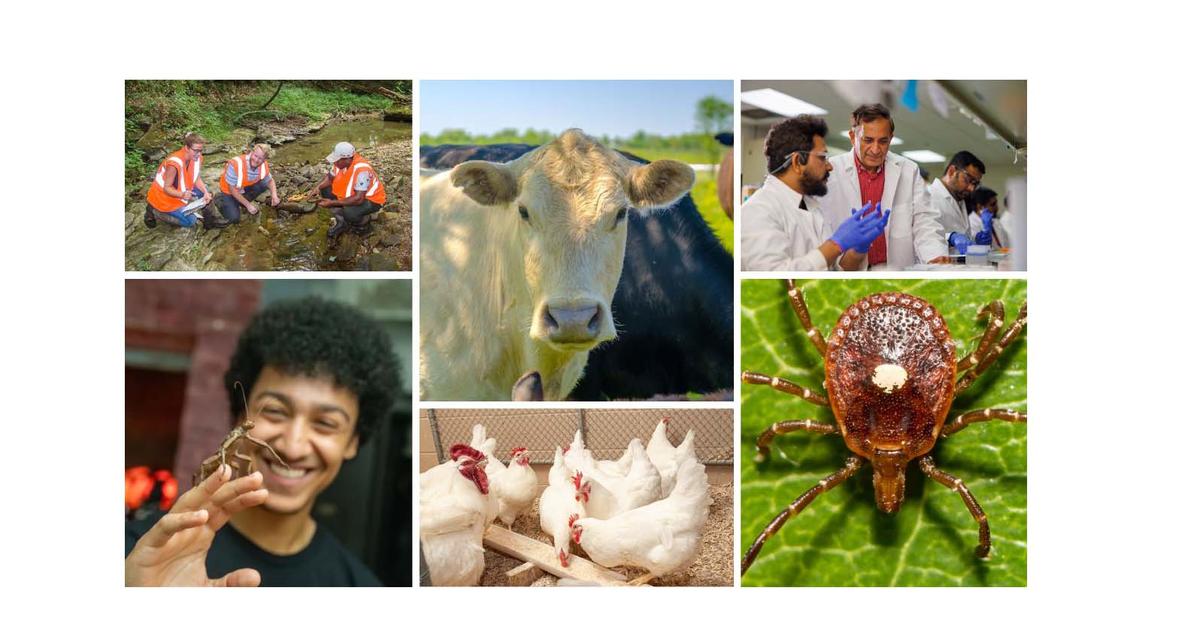 University of Kentucky One Health Initiative accepting seed grant proposals