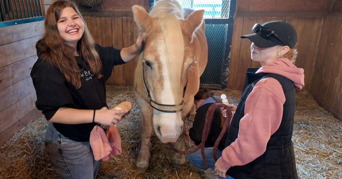 UK Ag Equine Programs volunteers give back to Lexington’s equine industry during annual service event