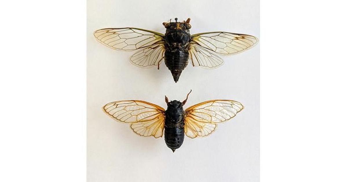 Billions of Cicadas Will Return to Kentucky in Late Spring UKNow