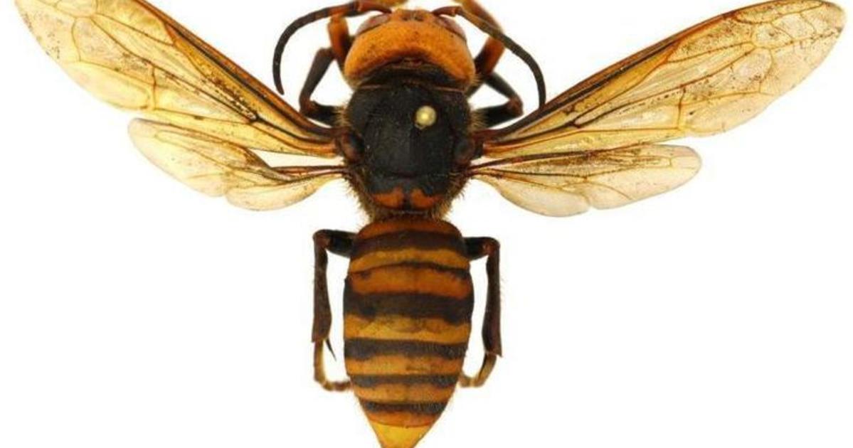 Uk Entomologist Offers Information About The Murder Hornet Uknow