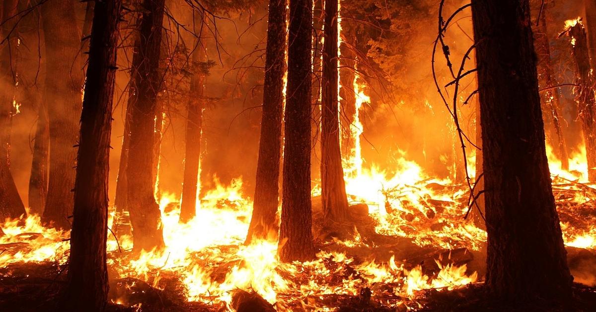 Forest Fire Forest Fire