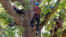 Several people wearing climbing helmets and safety harnesses are positioned among the large branches of a mature tree during an arboriculture training activity. Ropes and climbing equipment are attached throughout the canopy as participants climb and sit