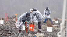 Volunteers tree planting