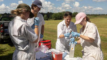 Four people wearing white protective coveralls and blue gloves stand around a table in a grassy field, examining a small animal specimen during field research.