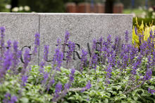 Purple flowering plants partially obscure a stone campus sign, with landscaped greenery and campus buildings blurred in the background.