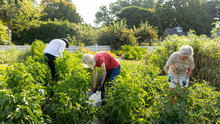 Three people harvest vegetables in a lush community garden on a sunny day. Rows of green plants fill the foreground as the volunteers bend over the crops, gathering produce. 