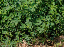 A picture of alfalfa growing on a farm 