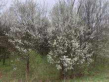 A dense thicket of Bradford pear trees covered in clusters of white spring blossoms stands along the edge of a wooded area. Bare and budding tree branches rise behind the flowering trees.