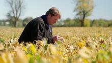 Man in a black jacket inspecting a crop plant in a field with yellowing leaves under a clear autumn sky