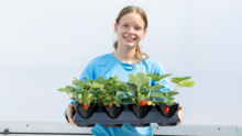 A person in a light blue shirt holds a tray of potted strawberry plants with green leaves and several ripening strawberries. The plants are displayed in black containers against a plain light-colored background.