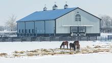 Four brown horses grazing on hay while standing in front of a white barn. 