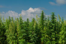 Field of mature hemp plants growing outdoors under a bright blue sky with large white clouds. Tall green stalks with narrow leaves and flowering tops fill the foreground and extend across the landscape.