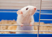 Close-up of a white rat standing on its hind legs inside a cage, gripping the metal bars with its front paws. The rat has a pink nose, long white whiskers, and dark eyes. Blue plastic cage walls and light-colored bedding are visible in the background.