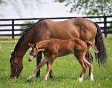A brown mare grazes in a green pasture as a chestnut foal with a white facial marking and white lower legs walks alongside. A black wooden fence and leafy trees are visible in the background.