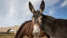 Close-up of a gray mule standing in a grassy field and facing the camera, with large upright ears and a white muzzle.