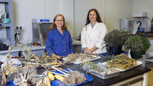Two researchers in lab coats stand behind a laboratory worktable covered with dried plant samples, roots, stems, leaves and ears of corn. Buckets of harvested herbs and trays of plant material are arranged across the table.
