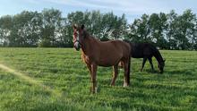 A brown horse stands in a sunlit grassy field, looking toward the camera, while a darker horse grazes nearby. A row of tall green trees lines the background beneath a clear sky.
