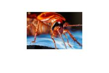 Extreme close-up of a reddish-brown cockroach showing detailed head features, including large dark eyes, long antennae, and segmented legs. The insect is positioned on a blue fabric surface.