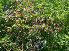 Sassafras tree growing in a forest 