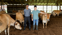 Two people wearing rubber boots stand among several light-brown dairy cows inside a covered barn. One person rests a hand on a cow beside them, while other cows stand or lower their heads in the dirt-covered enclosure.