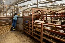 Person uses a blue UK flag to move a cow through a cattle grid.
