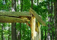 Close-up of a tree in a forest that has snapped and split apart, exposing jagged, light-colored wood beneath the bark. A large fallen section of the trunk rests across the broken stump, while surrounding trees and dense green foliage fill the background. 