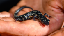 northern slimy salamander