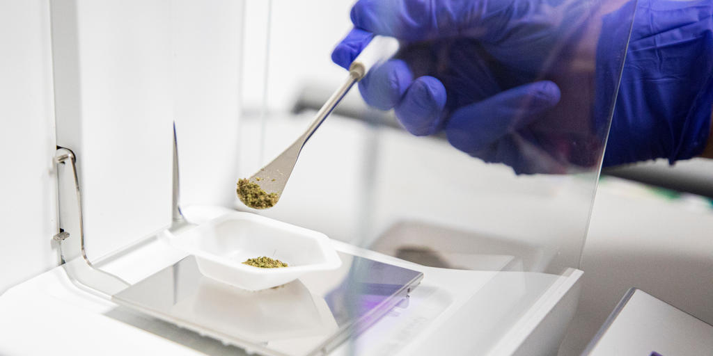 Cannabis research center established at UK - Vimarsana News
