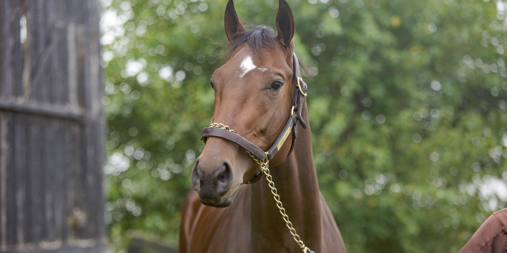 Big Blue Nation Rooting for UK-bred Averly Jane at the Breeders' Cup - Vimarsana News