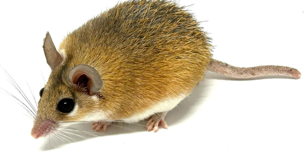 UK study explores how macrophages regulate regenerative healing in spiny mice - Vimarsana News