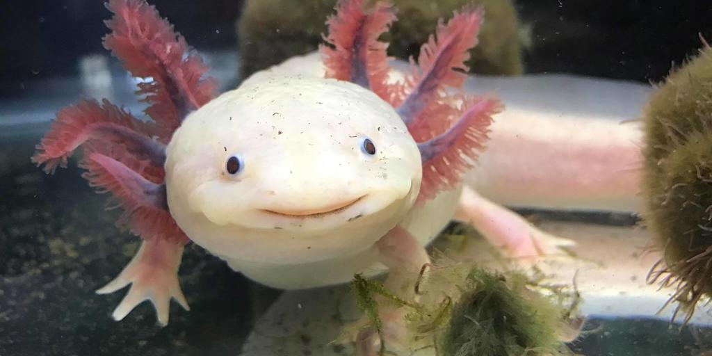 Behind The Blue Randal Voss Jeramiah Smith Discuss Axolotl Salamanders And The Keys To Human Regeneration Uknow Behind The Blue Randal Voss Jeramiah Smith Discuss Axolotl Salamanders And The Keys To Human Regeneration Uknow