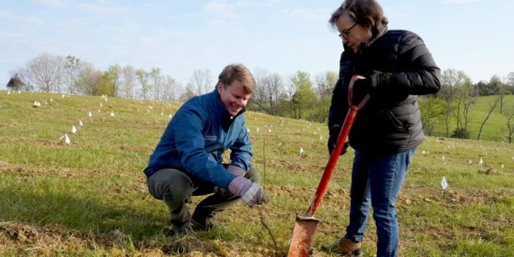 Earth Day Champions: UK Introduces World's Largest American White Oak Repository and Genome Mapping Study With Maker's Mark - Vimarsana News