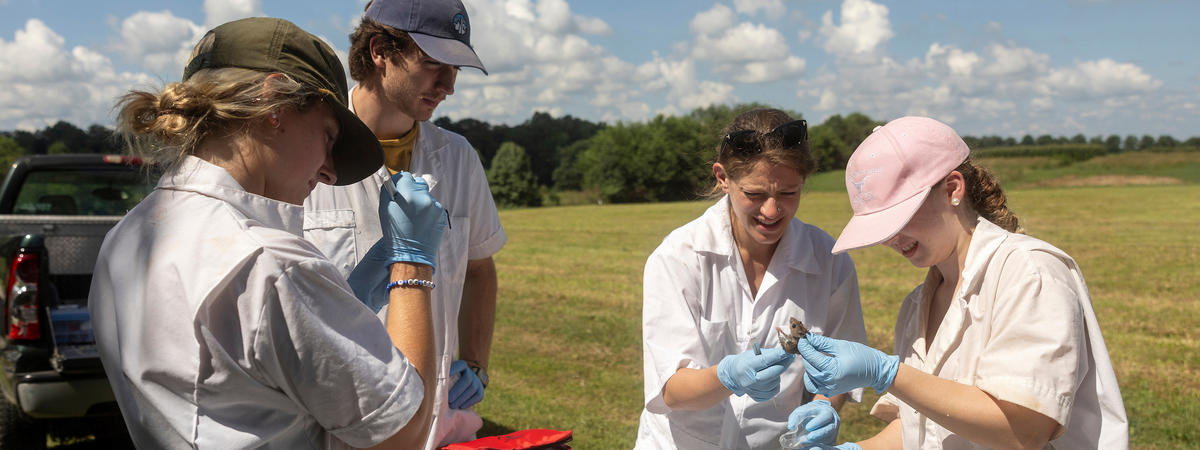 Four people wearing white protective coveralls and blue gloves stand around a table in a grassy field, examining a small animal specimen during field research.